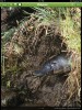 Sherrin, S., Release your local species into the iOS ecosystem: Figure 9