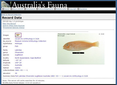 Screen Shot: an individual specimen record of Choerodon sugillatum